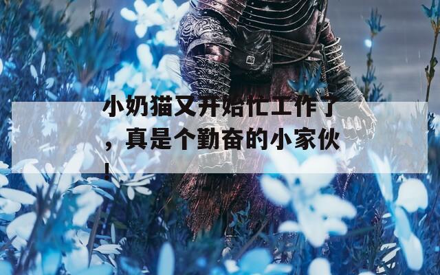 小奶猫又开始忙工作了，真是个勤奋的小家伙！