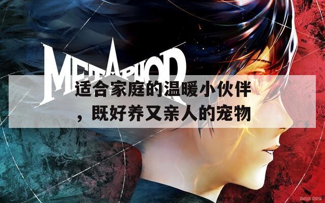 适合家庭的温暖小伙伴，既好养又亲人的宠物